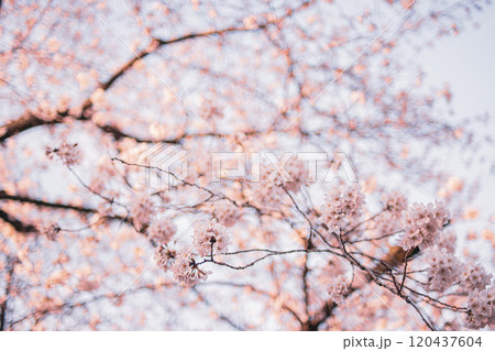 桜 120437604