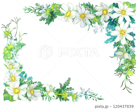 白いコスモスのフレーム 120437839