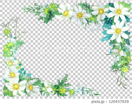 White cosmos frame 120437839