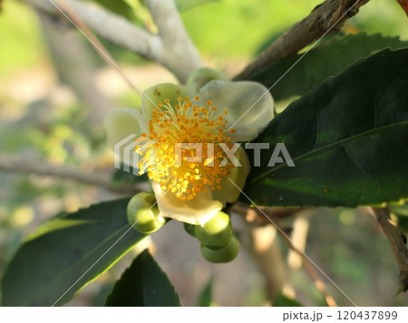 落ち着いた雰囲気のお茶の花 落ち着いた雰囲気のお茶の花 120437899