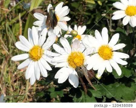 少し待つと飛んでくるチャバネセセリチョウ 少し待つと飛んでくるチャバネセセリチョウ 120438089