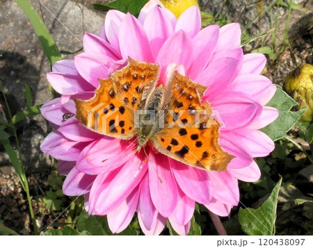 ダリアの花で翅を広げる11月のヒョウモン蝶 120438097