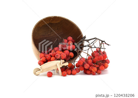 Rustic wooden bowl with vibrant red rowan berries and miniature wooden wheelbarrow on white 120438206