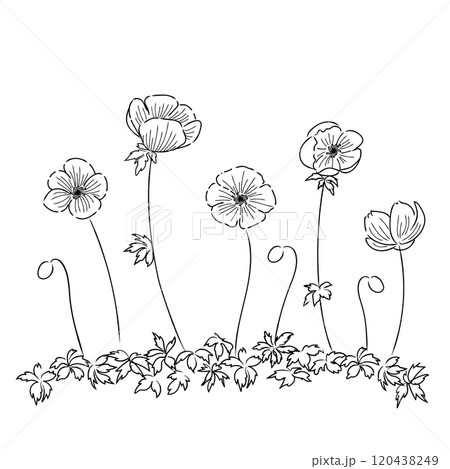 花のイラスト アネモネ モノクロ線画 01 花のイラスト アネモネ モノクロ線画 01 120438249