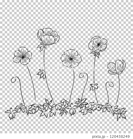 花のイラスト アネモネ モノクロ線画 01 花のイラスト アネモネ モノクロ線画 01 120438249