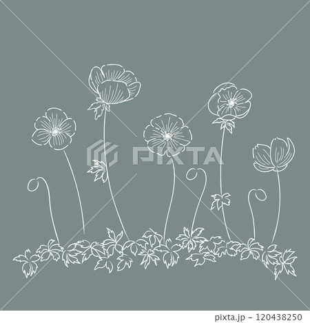 花のイラスト アネモネ ホワイト線画 02 花のイラスト アネモネ ホワイト線画 02 120438250