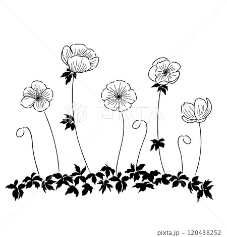 花のイラスト アネモネ モノクロ線画 04のイラスト素材 [120438252