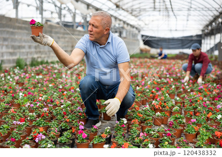 Senior male chief agronomist inspects young balsam seedlings before sending them to customer Senior male chief agronomist inspects young balsam seedlings before sending them to customer 120438332