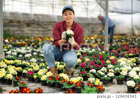 Woman employee of large greenhouse checks young primrose shoots. Growing hardened plants Woman employee of large greenhouse checks young primrose shoots. Growing hardened plants 120438343