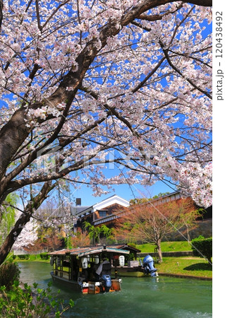 【京都府】晴天の伏見十石舟と満開の桜 【京都府】晴天の伏見十石舟と満開の桜 120438492