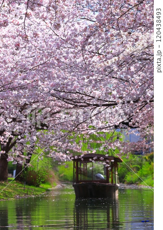 【京都府】晴天の伏見港と満開の桜(伏見十石舟) 【京都府】晴天の伏見港と満開の桜(伏見十石舟) 120438493