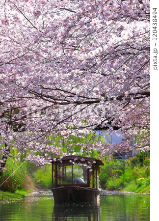 【京都府】晴天の伏見港と満開の桜(伏見十石舟) 【京都府】晴天の伏見港と満開の桜(伏見十石舟) 120438494