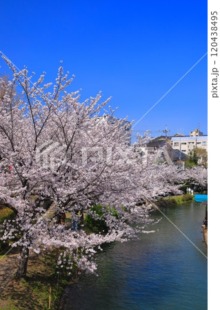 【京都府】晴天の伏見十石舟と満開の桜 120438495