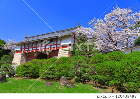 【京都府】晴天下の伏見桃山城と満開の桜（大手門） 120438498