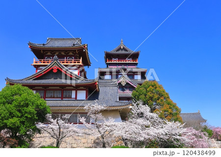 【京都府】晴天下の伏見桃山城と満開の桜（大天守と小天守） 120438499