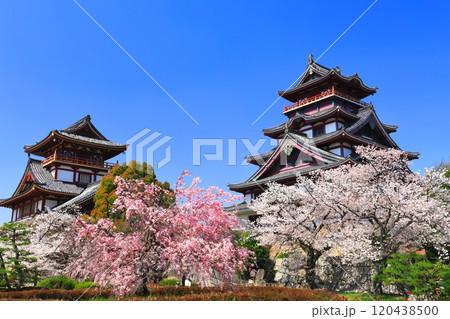 【京都府】晴天下の伏見桃山城と満開の桜（大天守と小天守） 120438500