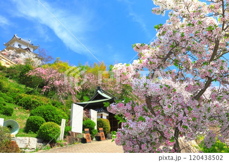 【広島県】桜が満開の因島水軍城 120438502