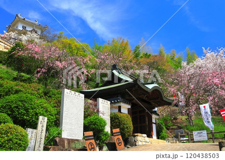 【広島県】桜が満開の因島水軍城 120438503