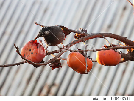 ムクドリと富有柿 120438531