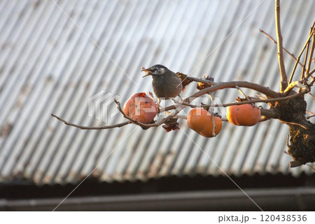 ムクドリと富有柿 120438536