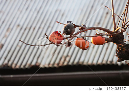 ムクドリと富有柿 120438537