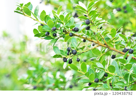 黒いイヌツゲの実(秋、十一月) 黒いイヌツゲの実(秋、十一月) 120438792