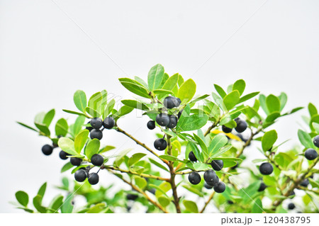 黒いイヌツゲの実（秋、十一月） 120438795