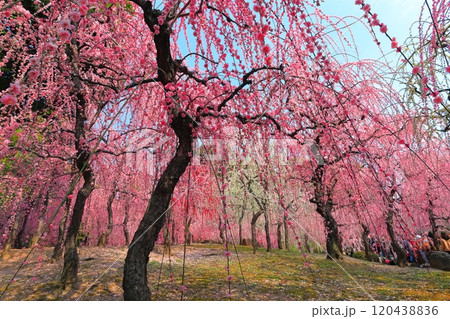 【京都府】城南宮の満開の梅 【京都府】城南宮の満開の梅 120438836