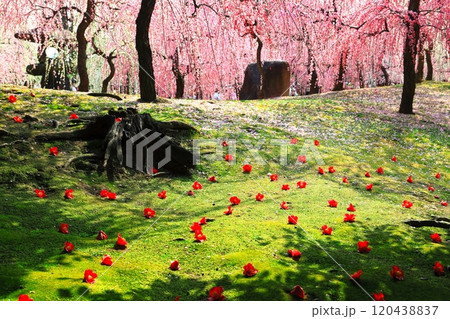 【京都府】城南宮の満開の梅と落ち椿 120438837