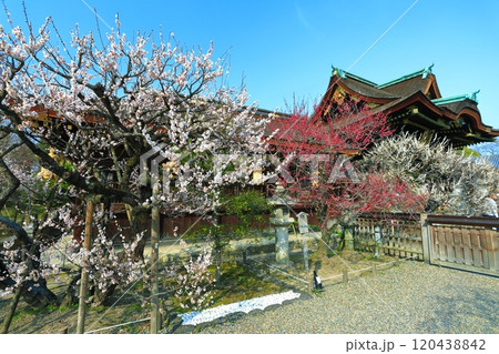 【京都府】満開の梅と北野天満宮 【京都府】満開の梅と北野天満宮 120438842