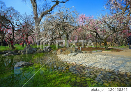 【京都府】満開の梅と北野天満宮の梅苑 120438845