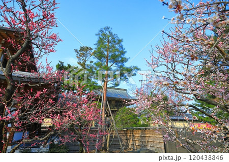 【京都府】満開の北野天満宮の梅苑と楼門 120438846