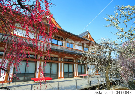 【京都府】満開の北野天満宮の梅苑 120438848