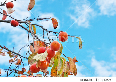 赤くなったカキの実(秋、十一月) 赤くなったカキの実(秋、十一月) 120438961