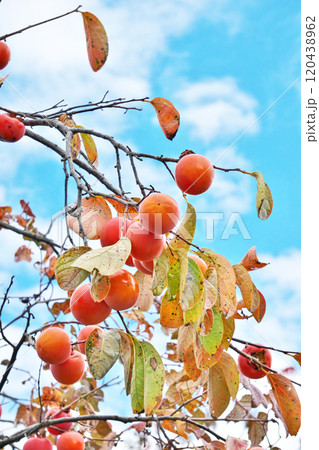 赤くなったカキの実（秋、十一月） 120438962