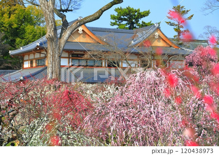 【京都府】満開の梅と北野天満宮の梅苑 120438973