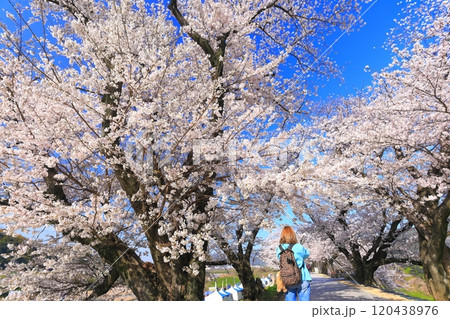 【京都府】桜が満開の背割堤さくらまつり 120438976