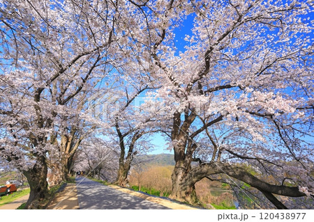【京都府】桜が満開の背割堤さくらまつり 【京都府】桜が満開の背割堤さくらまつり 120438977