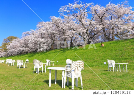 【京都府】桜が満開の背割堤さくらまつり 【京都府】桜が満開の背割堤さくらまつり 120439118