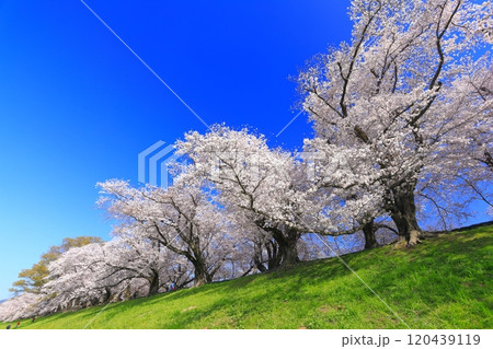 【京都府】桜が満開の背割堤さくらまつり 120439119