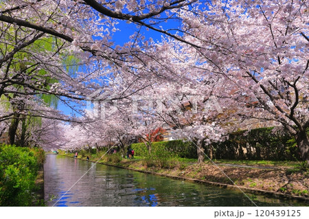 【京都府】晴天の伏見港と満開の桜（伏見十石舟） 120439125