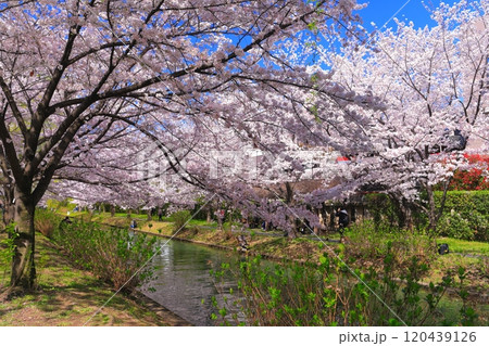 【京都府】晴天の伏見港と満開の桜（伏見十石舟） 120439126