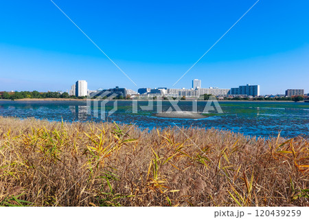 晴れ渡った秋の谷津干潟公園(千葉県習志野市) 晴れ渡った秋の谷津干潟公園(千葉県習志野市) 120439259