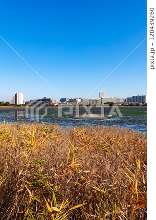 晴れ渡った秋の谷津干潟公園(千葉県習志野市) 晴れ渡った秋の谷津干潟公園(千葉県習志野市) 120439260