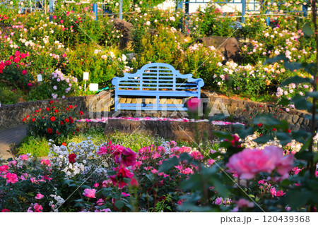 水俣エコパークのバラ園 120439368