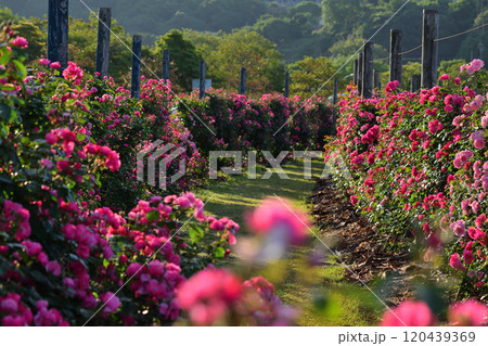 水俣エコパークのバラ園 水俣エコパークのバラ園 120439369