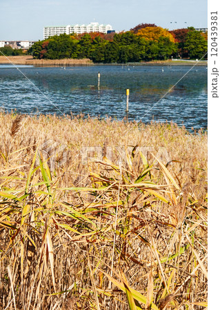 晴れ渡った秋の谷津干潟公園(千葉県習志野市) 晴れ渡った秋の谷津干潟公園(千葉県習志野市) 120439381