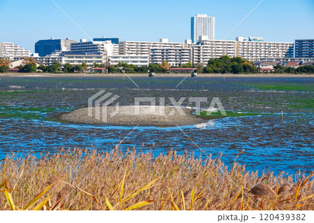 晴れ渡った秋の谷津干潟公園(千葉県習志野市) 晴れ渡った秋の谷津干潟公園(千葉県習志野市) 120439382