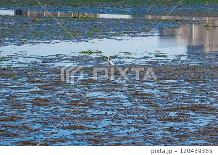 晴れ渡った秋の谷津干潟公園(千葉県習志野市) 晴れ渡った秋の谷津干潟公園(千葉県習志野市) 120439385