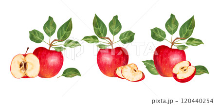 Fruit composition of whole, halves and leaves of red apple. Botanical illustration with watercolor and marker. Hand drawn isolated art. Natural food product for food packaging, menu and juices. 120440254